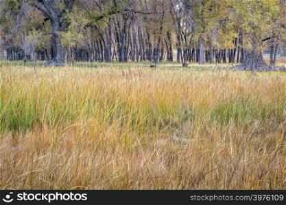 swamp, pasture, trees - rural landscape of northern Colorado along the Poudre River in fall scenery