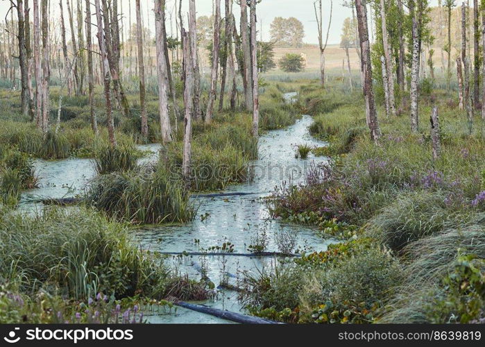 Swamp scenery, field, trees and grass flooded with water