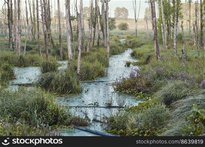 Swamp scenery, field, trees and grass flooded with water