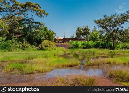Swampy area and waterhole in the grasslands of Makwa village near the town of Thika in central Kenya