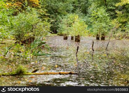 swampy forest pond, picturesque swamp in the forest. picturesque swamp in the forest, swampy forest pond