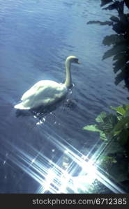 Swan