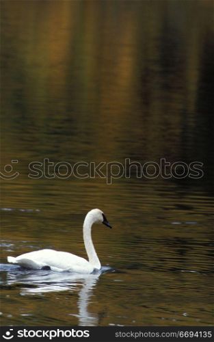 Swan Alone