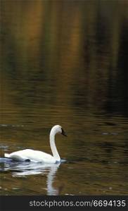 Swan Alone