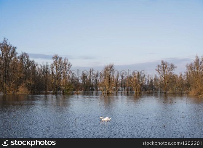 swan and flooded trees and reeds in flood plains of river Waal in the netherlands