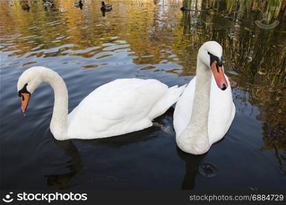swan and pond, lake photo. Beautiful picture, background, wallpaper