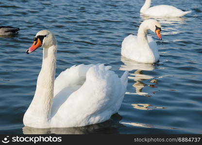 swan and pond, lake photo. Beautiful picture, background, wallpaper