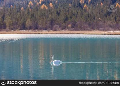 swan at blue lake water in sunny day. White swan at mountain pond.
