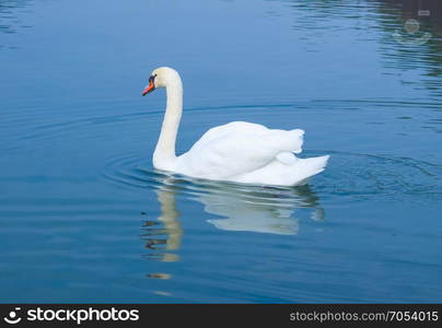 swan bird animal. White swan aka Cygnus bird animal swimming in a pond