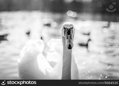 Swan close-up in black and white colors om a lake with bokeh effect