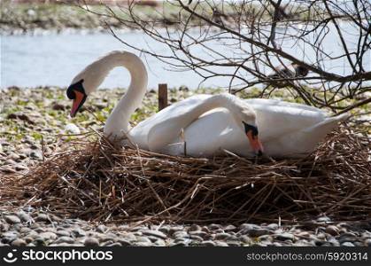 Swan couple on a nest