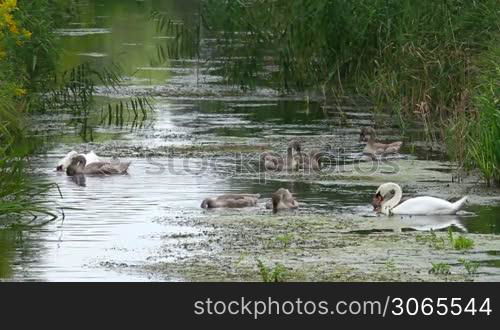 Swan family