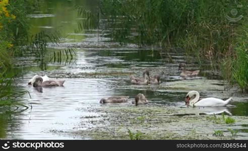 Swan family