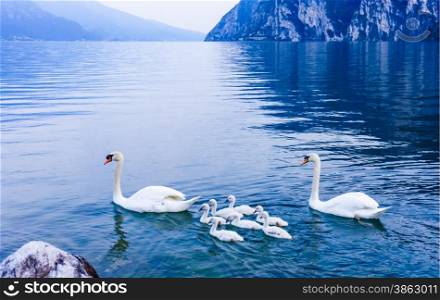 swan family. Garda lake landscape, Italy. Riva del Garda
