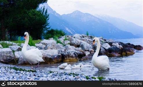 swan family. Garda lake landscape, Italy. Riva del Garda