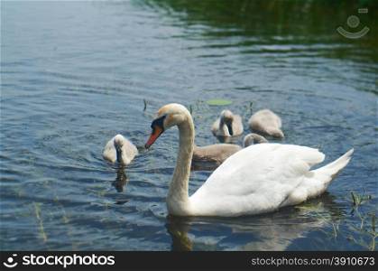 Swan Family on a Lake.