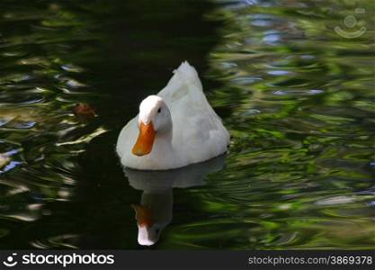 Swan floating in zoo lake