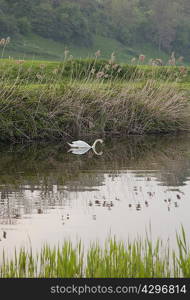 Swan floating on river