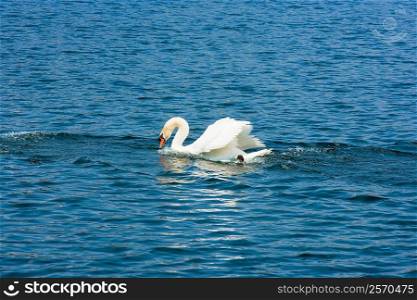 Swan floating on water, Lake Lucerne, Orlando, Florida, USA