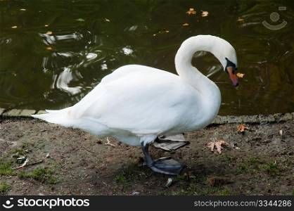 Swan in Bruges park