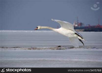 Swan in flight