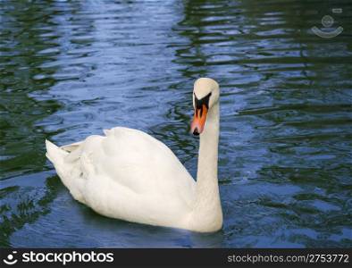 Swan in lake. A white graceful bird in a deep natural reservoir