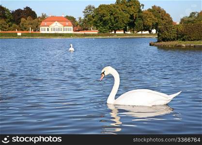 Swan in Pond