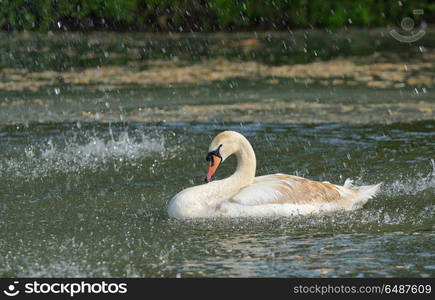 Swan in spring rain on lake. Swan in spring rain