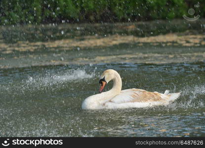 Swan in spring rain on lake. Swan in spring rain