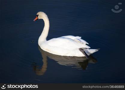 Swan in the natural park of Saja-Besaya, Cantabria, Spain