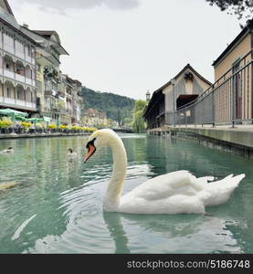 Swan in Thun city and river in Aare, Switzerland - 23 july 2017