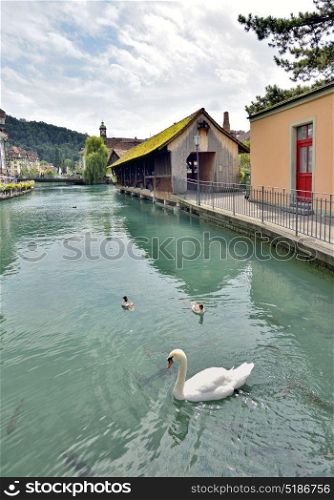 Swan in Thun city and river in Aare, Switzerland