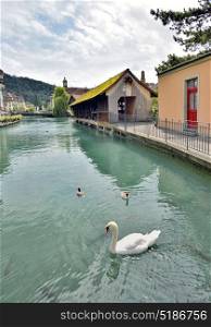 Swan in Thun city and river in Aare, Switzerland