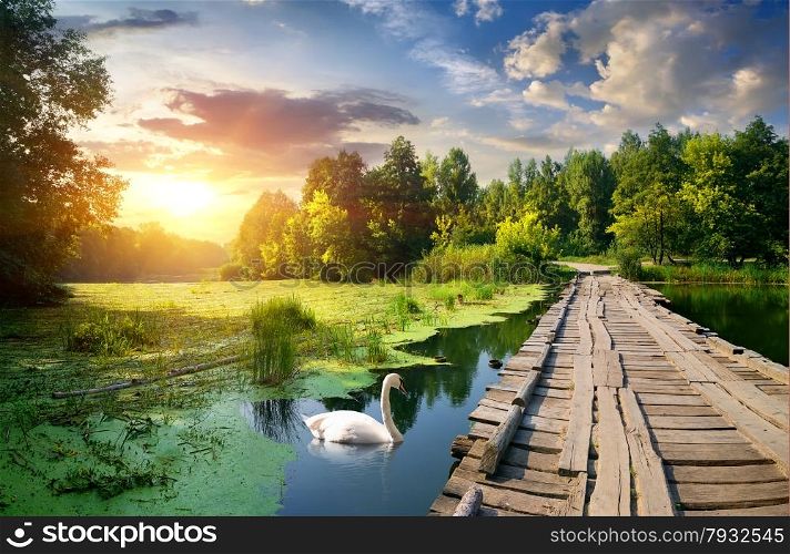Swan near wooden bridge on river at sunset