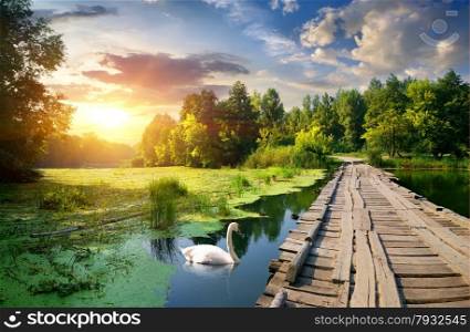 Swan near wooden bridge on river at sunset