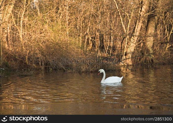 Swan on a lake in denmark