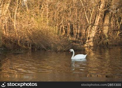 Swan on a lake in denmark