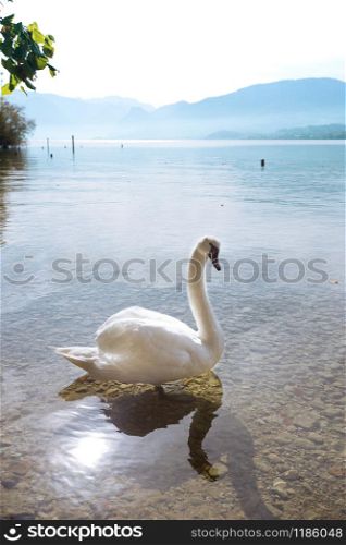 swan on a mountain lake Traunsee. Austria