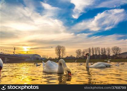 Swan on lake in the sunset in a lake