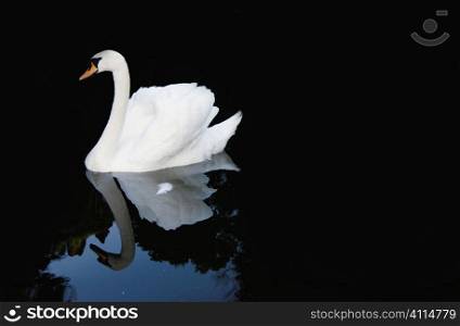 Swan on Lake Sintra , Portugal
