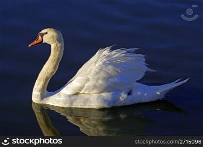 Swan on Lake with Reflection