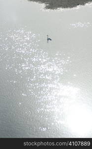 Swan on sparkling water, Berwickshire, Scotland