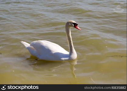 Swan on the lake of madine . Swan on the lake of madine in the Meuse in France