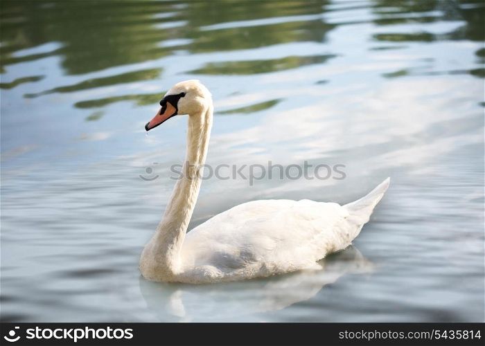 Swan on the lake under the sunshine