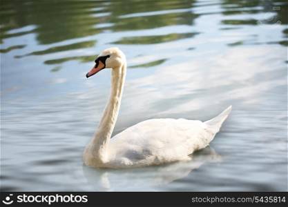 Swan on the lake under the sunshine