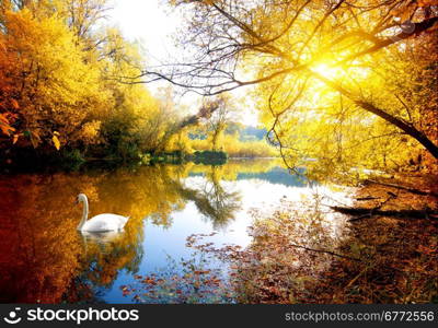 Swan on the river in autumn forest