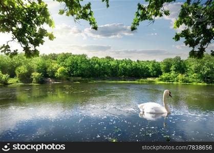 Swan on the river in summer day