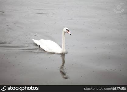 Swan on the water and rain