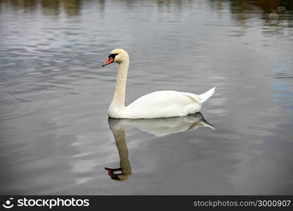 swan screamer