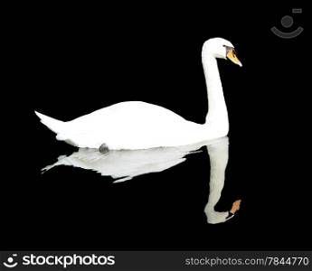 Swan swiming in the pond isolated on black background